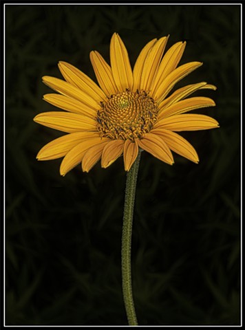 Rosinweed
Silphium integrifolium