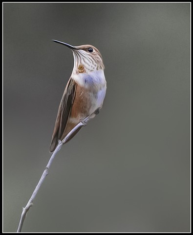 Colorado Humming Bird