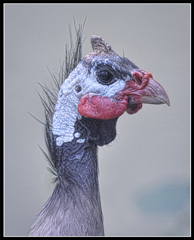 Helmeted guineafowl