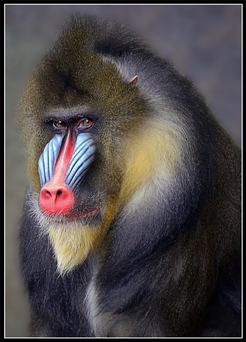 Mandrill