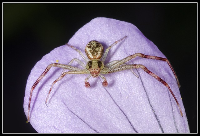 Crab Spider