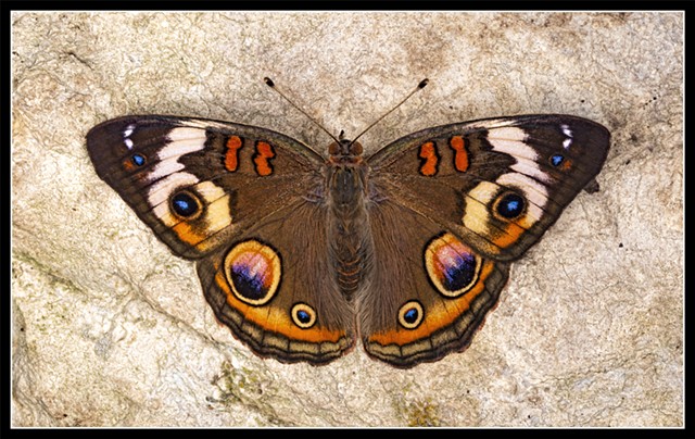 Common Buckeye Butterfly