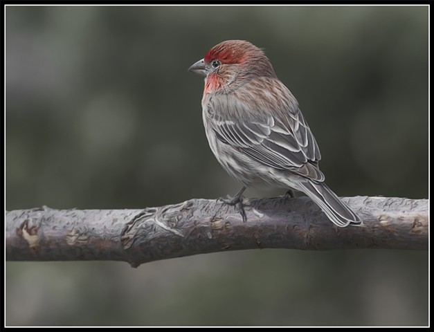 House finch
Haemorhous mexicanus