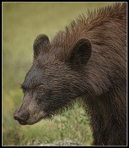 Brown Bear