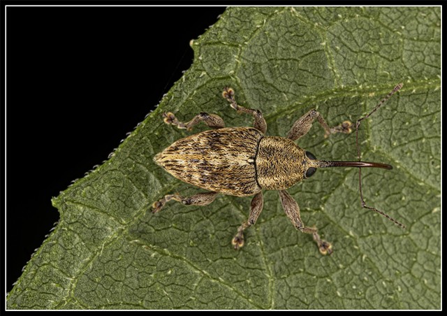 Weevil Insect
order Coleoptera
family Apionidae