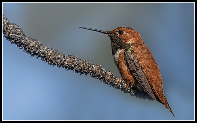 Rufous Hummingbird