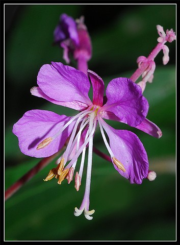 Fireweed