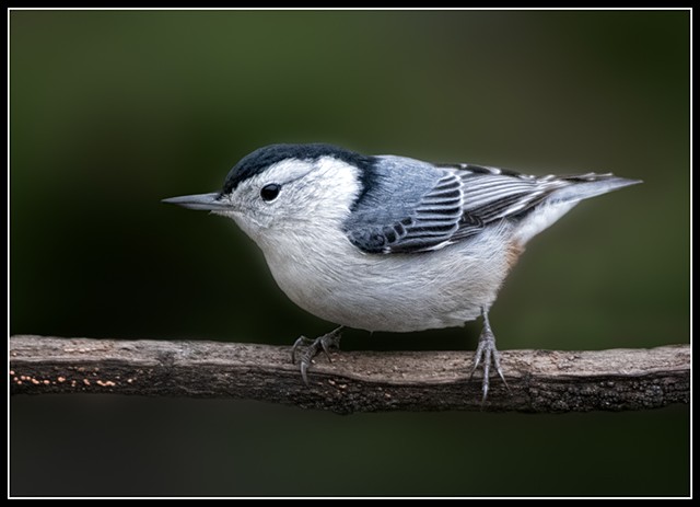 Nuthatch