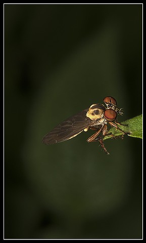 Robber Fly