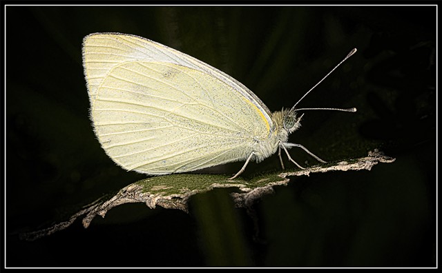 Cabbage White
Pieris rapae