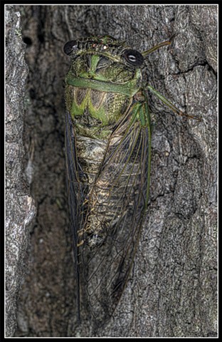 Annual Cicada