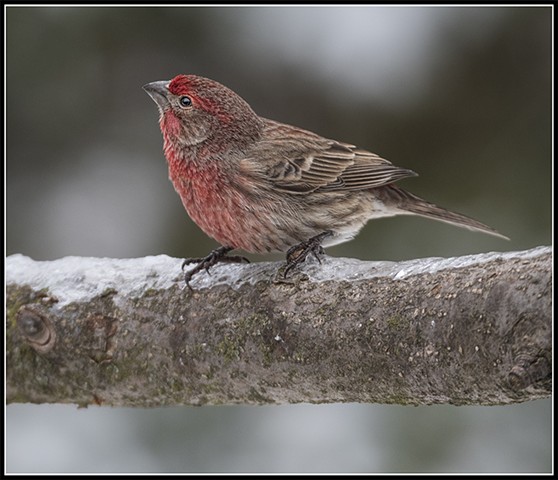 House Finch