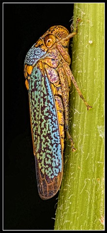 Sharp Shooter Leafhopper