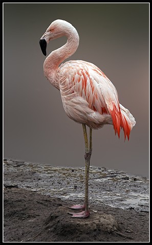 Flamingo