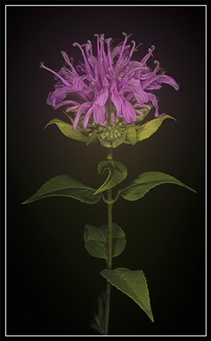 Monarda fistulosa
Wild Bergamot