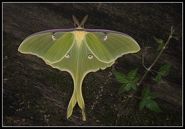 Luna Moth
Actias luna