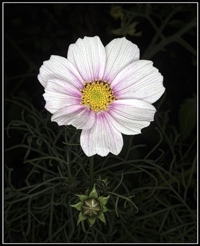 Cosmos bipinnatus