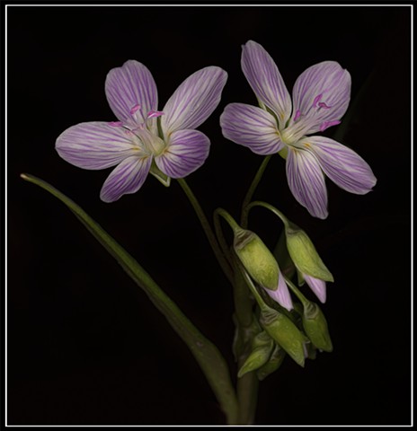 Spring Beauty
Clytonia Virginia