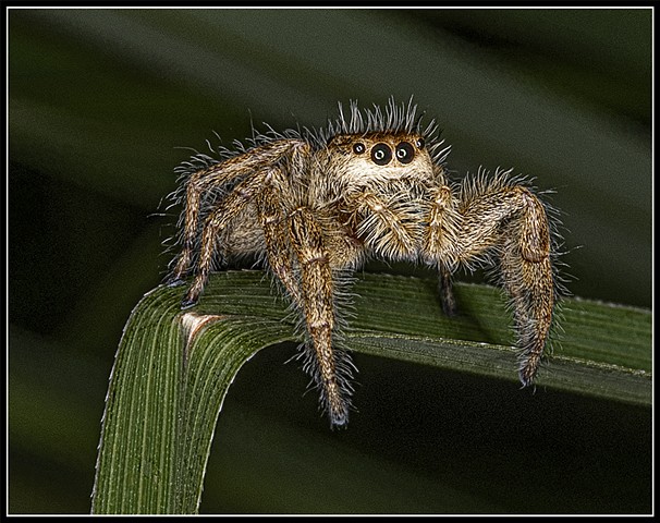 Jumping Spider