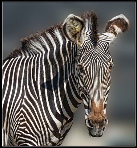 Zebra (Equus)
