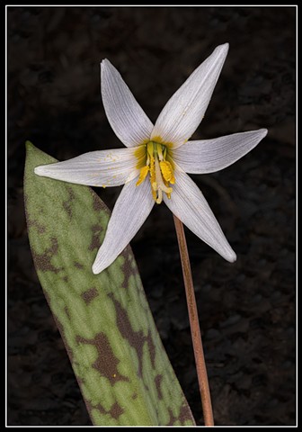 White Trout Lily