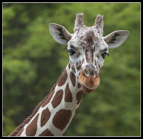 Giraffe
Giraffacamelopardalis