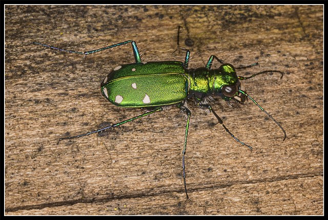 Six-spotted 
Tiger Beetle
Cicindela sexgutata