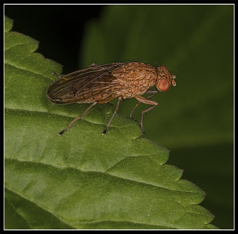 Marsh Fly
Tetanocera sp. 