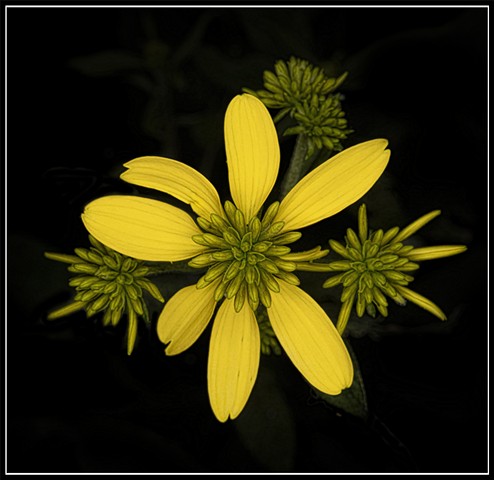 Yellow Ironweed
Verbesina alternifolia