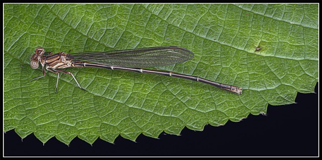 Female Bluet
Enallagma antennatum 