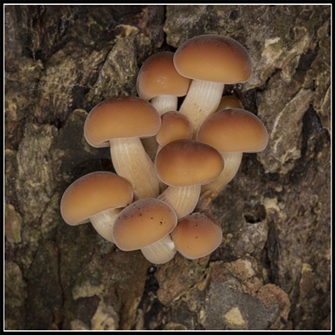 Winter Mushrooms