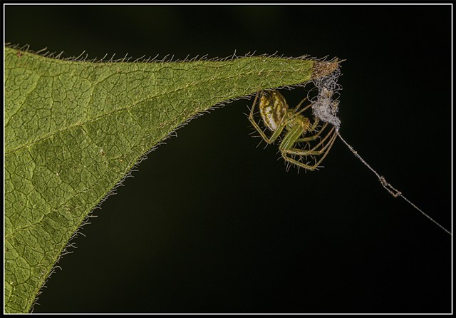 Venustra Orchard Spider
Leucauge venusta