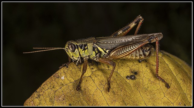 Male Red-legged Grasshopper
Melanoplus femurrubrum