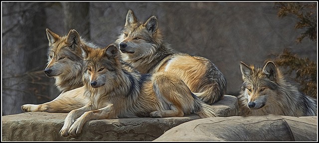 Mexican Grey Wolf