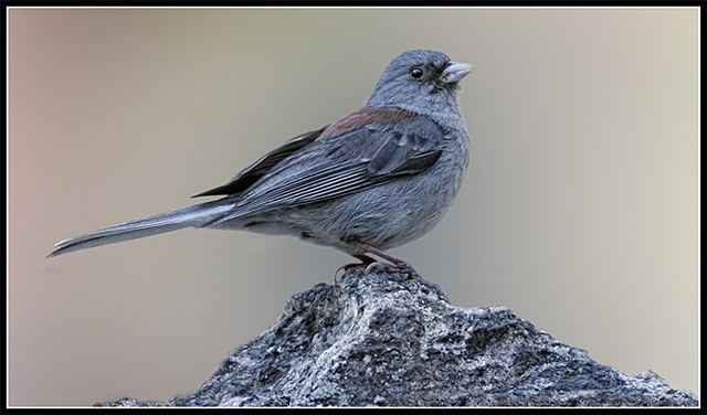 Junco hyemalis