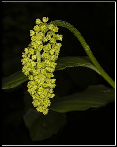 Smilacena sp.