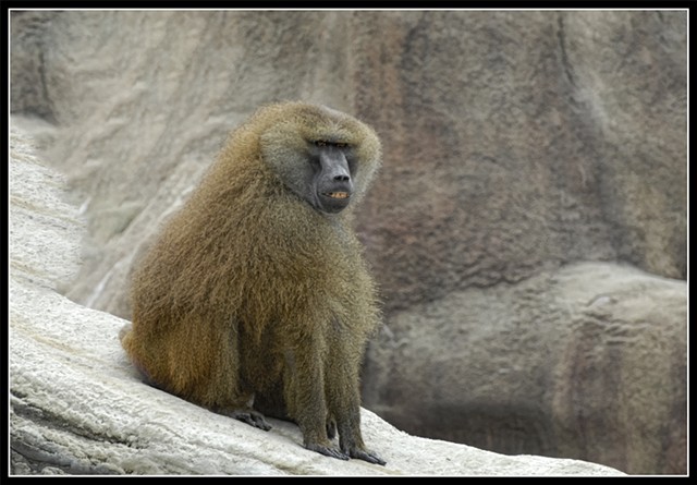 Baboon