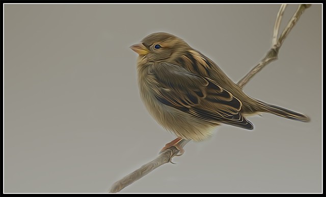 House Sparrow
Passer domesticus