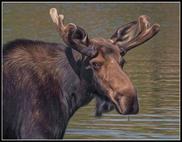 Moose