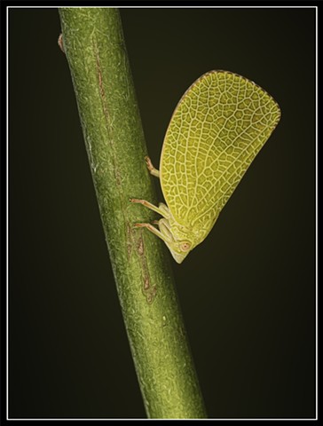 Flatid Planthopper
Anormenis chlorine