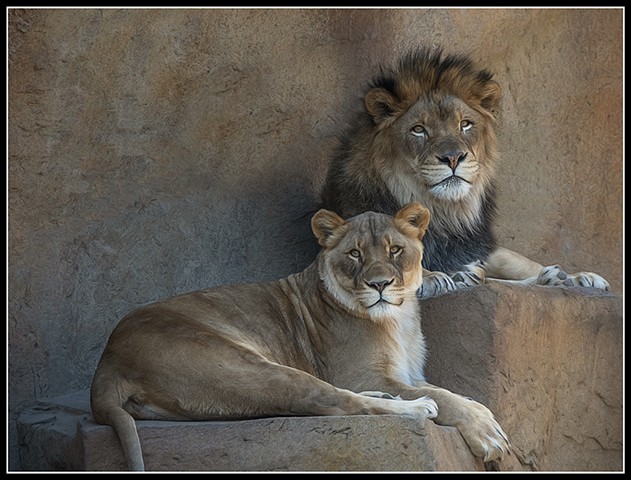 Panthera Leo