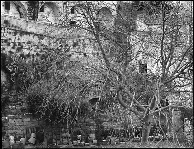 Matera Tree, 2000