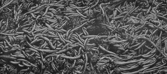 red wiggler worms graphite drawing