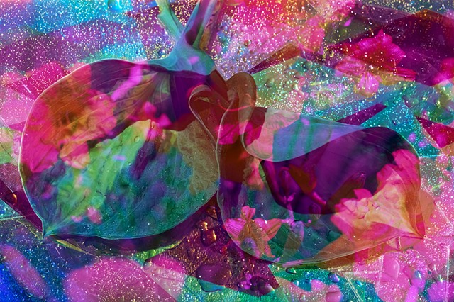 Crystal Garden, Mirrored Hosta 01