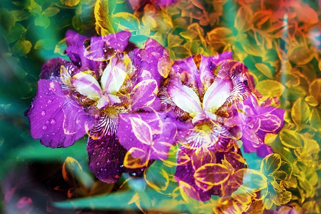 Crystal Garden, Mirrored Iris 03