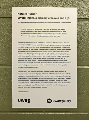 Crystal Image, a memory of leaves and light 