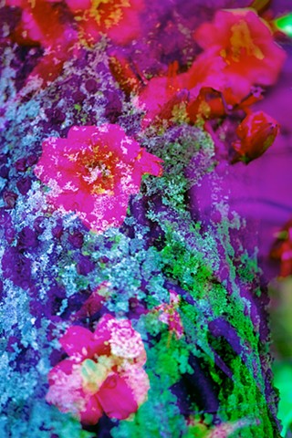 Crystal Garden, Polypores 02