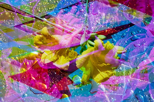 Crystal Garden, Mirrored Daylily 01