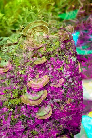 Crystal Garden, Polypores 01