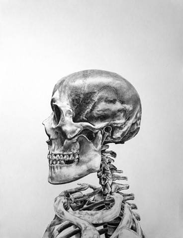 Anatomical Study